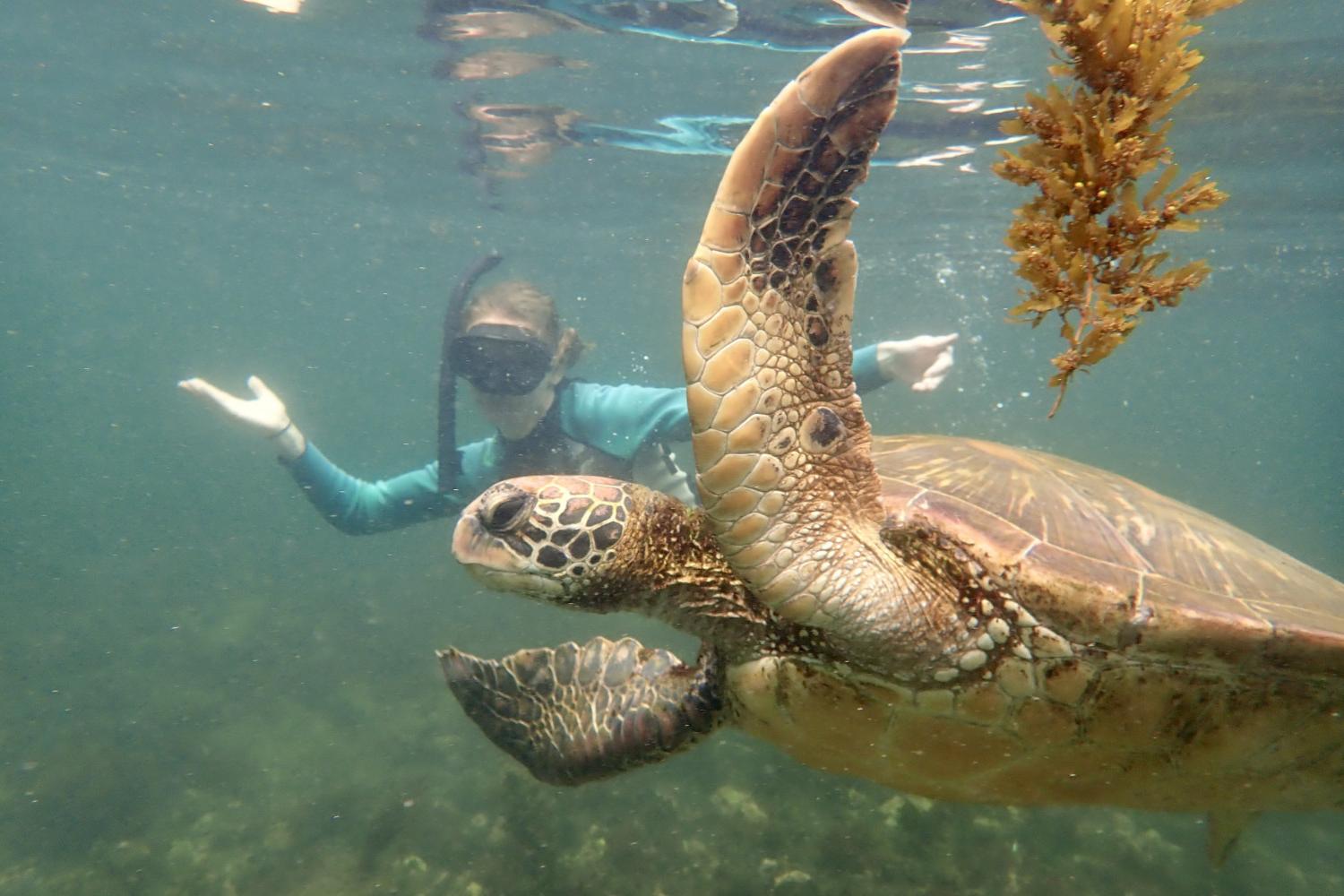 一名<a href='http://9rz.4dian8.com'>博彩网址大全</a>学生在Galápagos群岛游学途中与一只巨龟游泳.